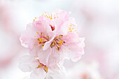  Almond blossom in Gimmeldingen - Neustadt, Rhineland-Palatinate, Germany 