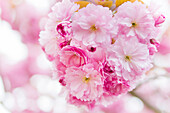  Blossoms of an ornamental cherry tree, Neustadt an der Weinstraße, Rhineland-Palatinate, Germany 