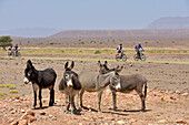 Herd of donkeys and mountain bikers with electric assistance on a trail through the reg, from Agdz to Zagora, Draa River valley, Province of Zagora, Region Draa-Tafilalet, Morocco, North West Africa