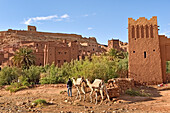 Camels along the river at the foot of Ksar of Ait-Ben-Haddou, Ounila River valley, Ouarzazate Province, region of Draa-Tafilalet, Morocco, North West Africa