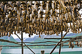 sechoir a morues sur le bord du fjord de Lyngen,Comte de Troms,Norvege,Europe du Nord//cod fish on the  Lyngen fjord bank,County of Troms,Norway,Northern Europe