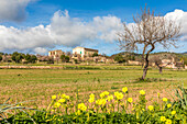  Rural atmosphere between Port d&#39;Andratx and Sant Elm, Mallorca, Balearic Islands, Spain 