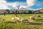 Schafweide zwischen Port d`Andratx und Sant Elm, Mallorca, Balearen, Spanien