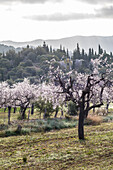 Blühende Mandelbäume im Morgenlicht beim Dorf Es Capdella, Mallorca, Balearen, Spanien