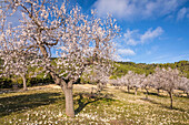  Blossoming almond trees near the village of Es Capdella, Mallorca, Balearic Islands, Spain 