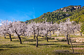 Blühende Mandelbäume beim Dorf Es Capdella, Mallorca, Balearen, Spanien
