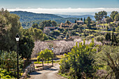 Blick vom Bergdorf Galilea auf blühende Mandelbäume, Serra de Tramuntana, Mallorca, Balearen, Spanien