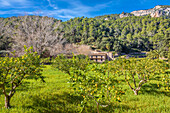 Landgut mit Zitronenbäumen beim Bergdorf Puigpunyent, Serra de Tramuntana, Mallorca, Balearen, Spanien
