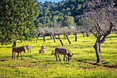  Donkeys on a farm near Ses Rotgetes de Canet, Mallorca, Balearic Islands, Spain 