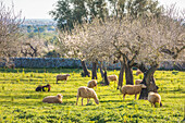 Weidende Schafe bei Bunyola, Mallorca, Balearen, Spanien