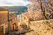 Gasse in der Altstadt von Bunyola mit blühendem Mandelbaum, Mallorca, Balearen, Spanien