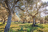 Hain mit alten Olivenbäumen bei Valldemossa, Mallorca, Balearen, Spanien