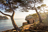  Morning mood at Cala del Mago, Portals Vells, Mallorca, Balearic Islands, Spain 