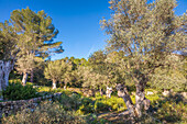 Alte Olivenbäume am Weg zwischen Es Capdella und der Finca Publica Galatzo, Mallorca, Balearen, Spanien