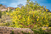 Zitronenbaum mit vielen Früchten in Esporles, Mallorca, Balearen, Spanien