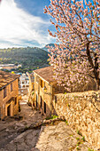 Gasse in der Altstadt von Bunyola mit blühendem Mandelbaum, Mallorca, Balearen, Spanien