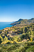 Terrassen im Dorf Banyalbufar, Serra de Tramuntana, Mallorca, Balearen, Spanien