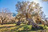 Hain mit alten Olivenbaumen bei Valldemossa, Mallorca, Balearen, Spanien