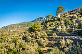  Terraces in the mountain village of Deia, Serra de Tramuntana, Mallorca, Balearic Islands, Spain 
