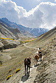 Wildpferde am Weg zum Dorf Rumbak, Yurutse Tal, Hemis-Nationalpark, Region Ladakh, Bundesstaat Jammu und Kaschmir, Indien, Asien