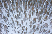  Scots pine, Pinus sylvestris, pine forest from the air, winter, Finland 