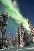  Northern lights, aurora borealis, glowing over snow-covered trees in the night sky, winter, Riisitunturi National Park, Finland 