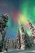  Northern lights, aurora borealis, glowing over snow-covered trees in the night sky, winter, Riisitunturi National Park, Finland 