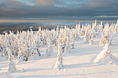  View of snow-covered trees in Riisitunturi National Park, winter, Finland 