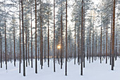  Scots pine, Pinus sylvestris, sunbeams in a pine forest, winter, Finland 