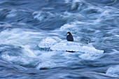 Wasseramsel, (Cinclus cinclus), adulter Vogel am vereisten Bach, Winter, Finnland, Skandinavien