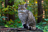  Wildcat, Felis silvestris, adult, Mecklenburg-Western Pomerania, Germany 