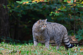  Wildcat, Felis silvestris, adult, Mecklenburg-Western Pomerania, Germany 