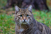 Wildkatze, (Felis silvestris), Alttier, Portrait, Mecklenburg-Vorpommern, Deutschland