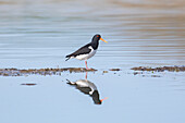 Austernfischer (Haematopus ostralegus), adulter Vogel im Watt, Schleswig-Holstein, Deutschland