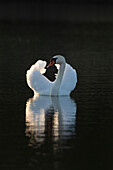 Höckerschwan (Cygnus olor), Altvogel im Abendlicht, Männchen, imponiert, Schleswig-Holstein, Deutschland