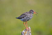 Rotschenkel (Tringa totanus), rufender Vogel auf einem Pfahl, Island