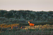  Red deer, Cervus elaphus, with herd in the dunes on the Baltic Sea, Western Pomerania Lagoon Area National Park, Mecklenburg-Western Pomerania, Germany 