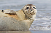 Seehund (Phoca vitulina) am Strand, adulter Seehund, Portrait, Nordsee, Schleswig-Holstein, Deutschland