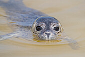 Seehund (Phoca vitulina), Jungtier, Portrait, Nordsee, Schleswig-Holstein, Deutschland