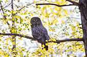  Great Grey Owl, Strix nebulosa, adult bird, summer, Dalarna, Sweden 