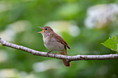  Nightingale, Luscinia megarhynchos, sitting on a branch and singing, Lower Saxony, Germany 