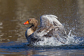 Greylag goose, Anser anser, bathing goose, Schleswig-Holstein, Germany 