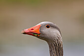 Graugans (Anser anser), adulte Gans, Portrait, Schleswig-Holstein, Deutschland