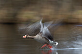  Greylag goose, Anser anser, taking flight, long exposure, blurred effect, Schleswig-Holstein, Germany 