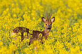  Roe deer, Capreolus capreolus, young buck in a rapeseed field, May, Mecklenburg-Western Pomerania, Germany 