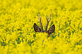  Roe deer, Capreolus capreolus, roebuck in a rapeseed field, May, Mecklenburg-Western Pomerania, Germany 