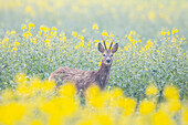  Roe deer, Capreolus capreolus, roebuck in a rapeseed field, April, Schleswig-Holstein, Germany 