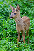  Roe deer, Capreolus capreolus, fawn in a meadow, Schleswig-Holstein, Germany 