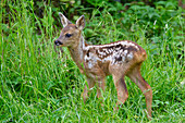  Roe deer, Capreolus capreolus, fawn in a meadow, Schleswig-Holstein, Germany 