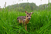  Roe deer, Capreolus capreolus, one-day-old fawn, Mecklenburg-Western Pomerania, Germany 